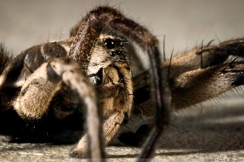 Wolf Spider Lycosa godeffroy